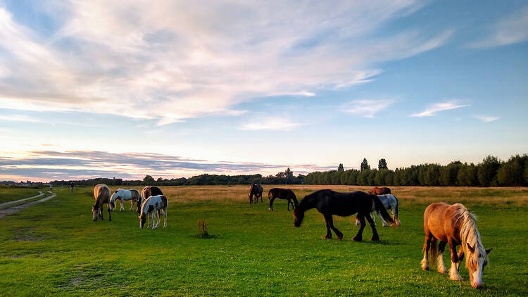 Picnic on Port Meadow