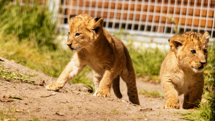 Two lion cubs explore their exhibit