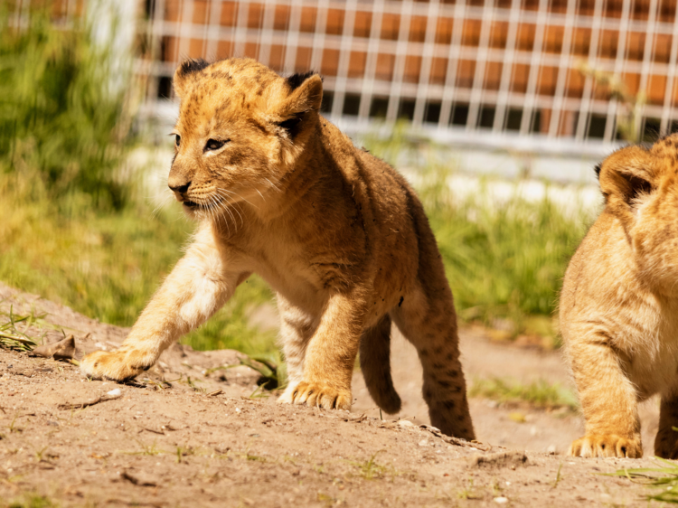 You can finally meet Taronga Zoo's cute AF lion cubs in person