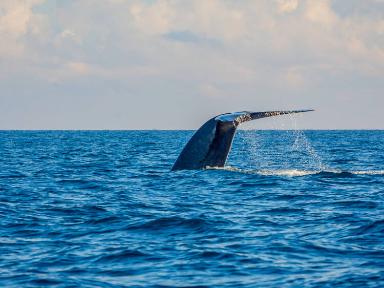 Marine conservation programmes in Sri Lanka