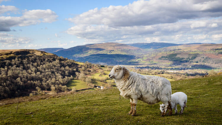 Championing sustainable farming in Wales