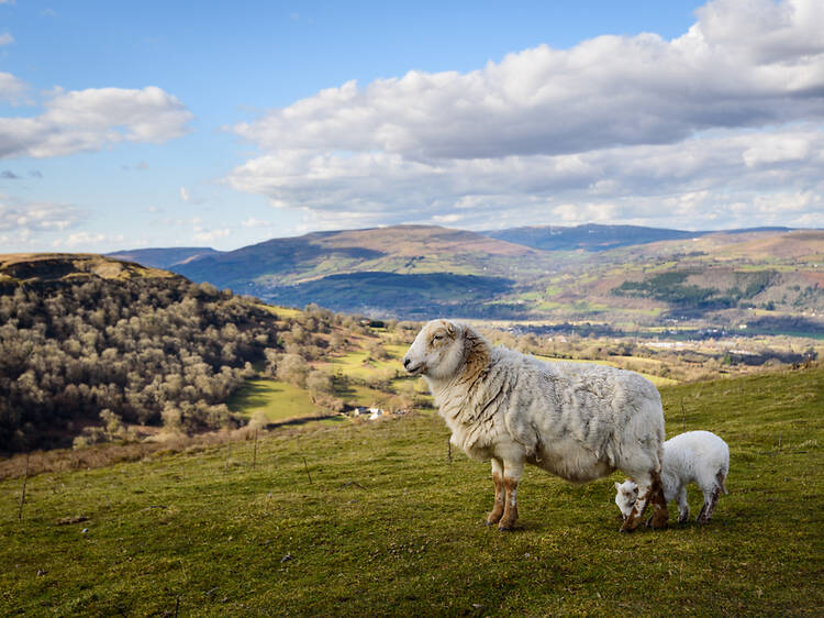 Championing sustainable farming in Wales