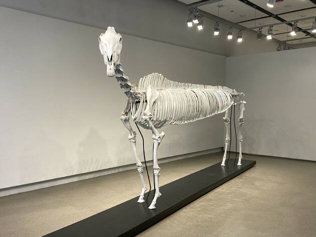 Zoé Strecker, Breeder’s Envy (Makrospondylitic Thoroughbred Skeleton Mount), 2013 Zoé Strecker, Breeder’s Envy (Makrospondylitic Thoroughbred Skeleton Mount), 2013