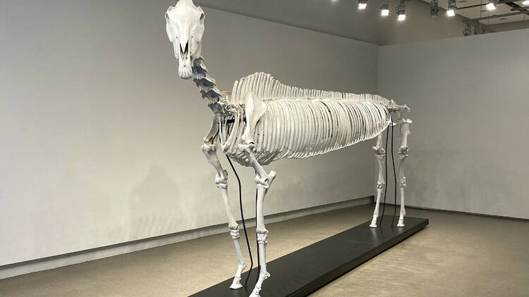 Zoé Strecker, Breeder’s Envy (Makrospondylitic Thoroughbred Skeleton Mount), 2013