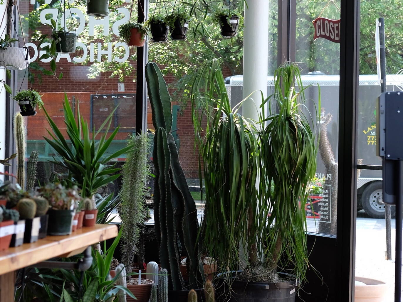 14 Chicago Plant Stores For Finding Home Greenery