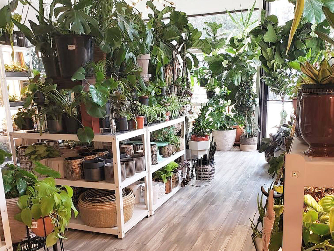 14 Chicago Plant Stores For Finding Gorgeous Home Greenery