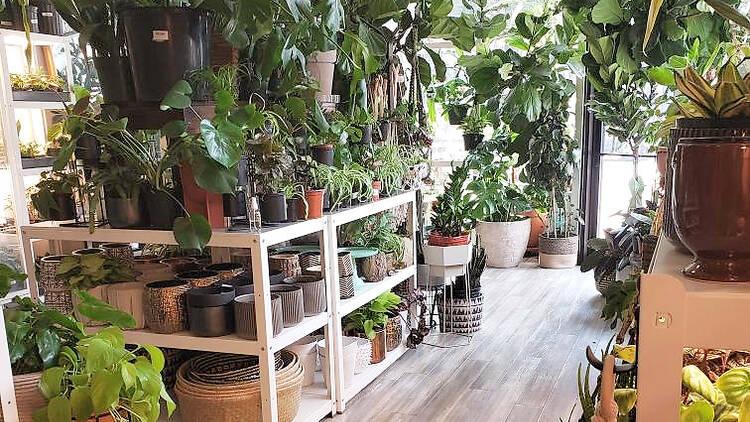 Plant Salon