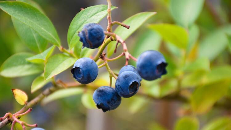 Super berries Super berries
