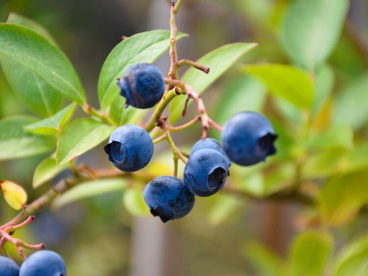 Super berries Super berries