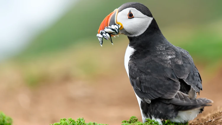 Spot puffins, seals and dolphins in Wales