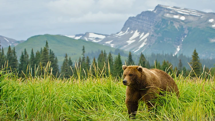 Photograph brown bears in Alaska
