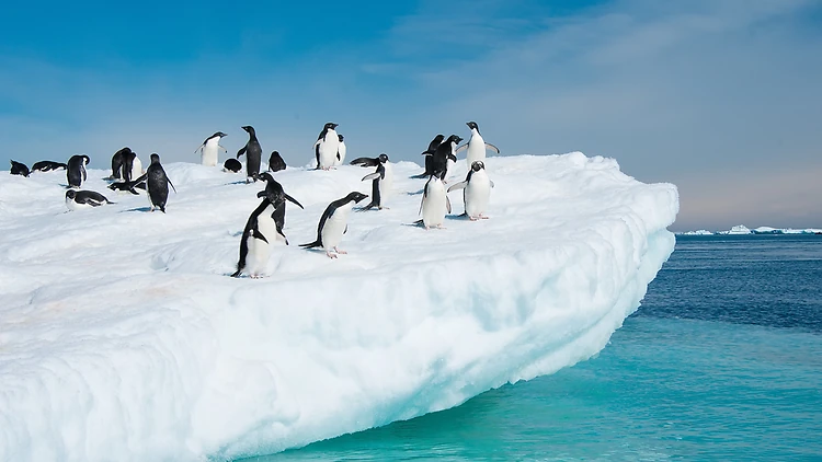 Roam alongside penguins in Antarctica