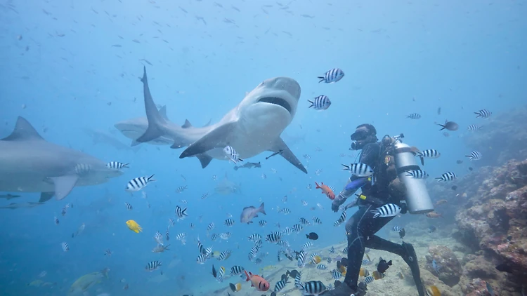Dive with bull sharks in Fiji