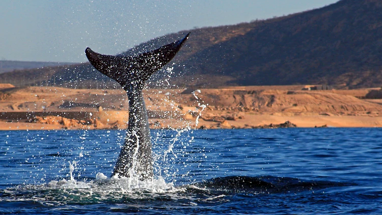 Get up close to grey whales in Baja California