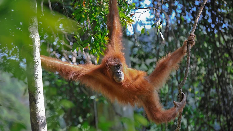 Meet the endangered Sumatran orang-utan