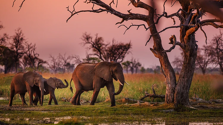 Book a community-conscious safari in Botswana