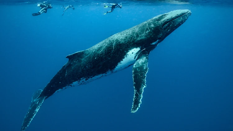 Snorkel with humpback whales in Tonga