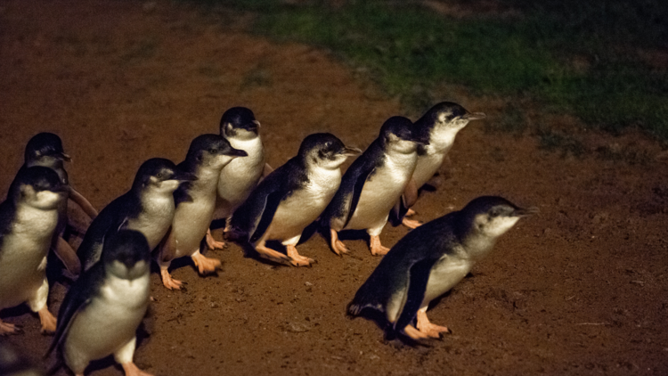 A group of penguins making their way to the beach on Phillip Island.