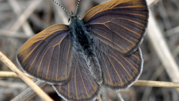 Golden-rayed Blue butterfly