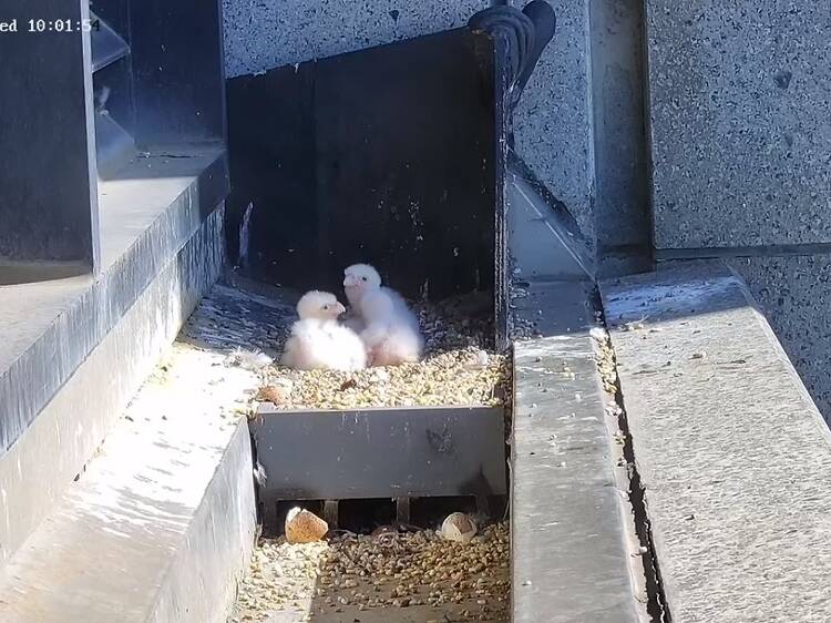 Four fluffy white falcon chicks sitting in a nest on top of 367 Collins Street