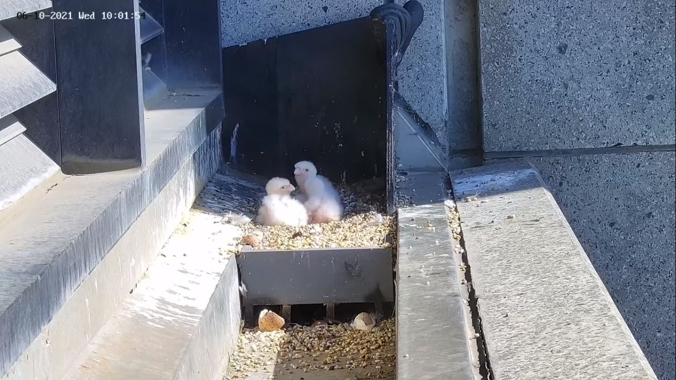 Collins Street’s famous falcon hatchlings are ready to fly the coop