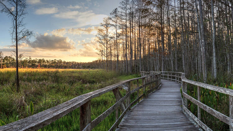 Corkscrew Swamp Sanctuary