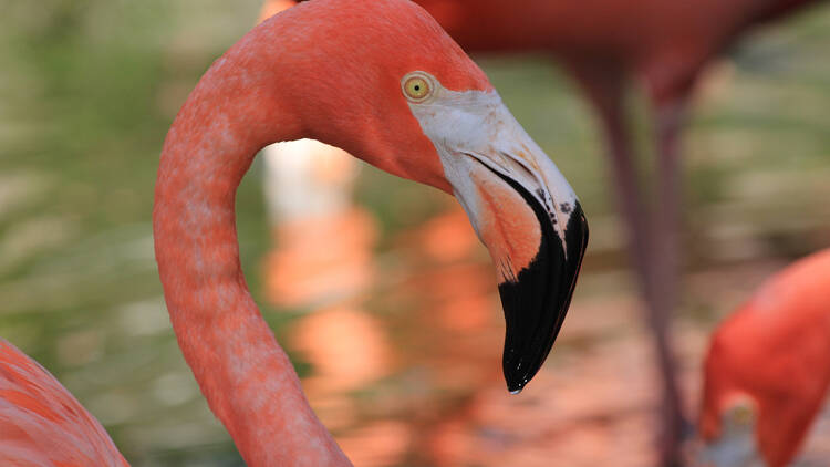 Naples Zoo at Caribbean Gardens