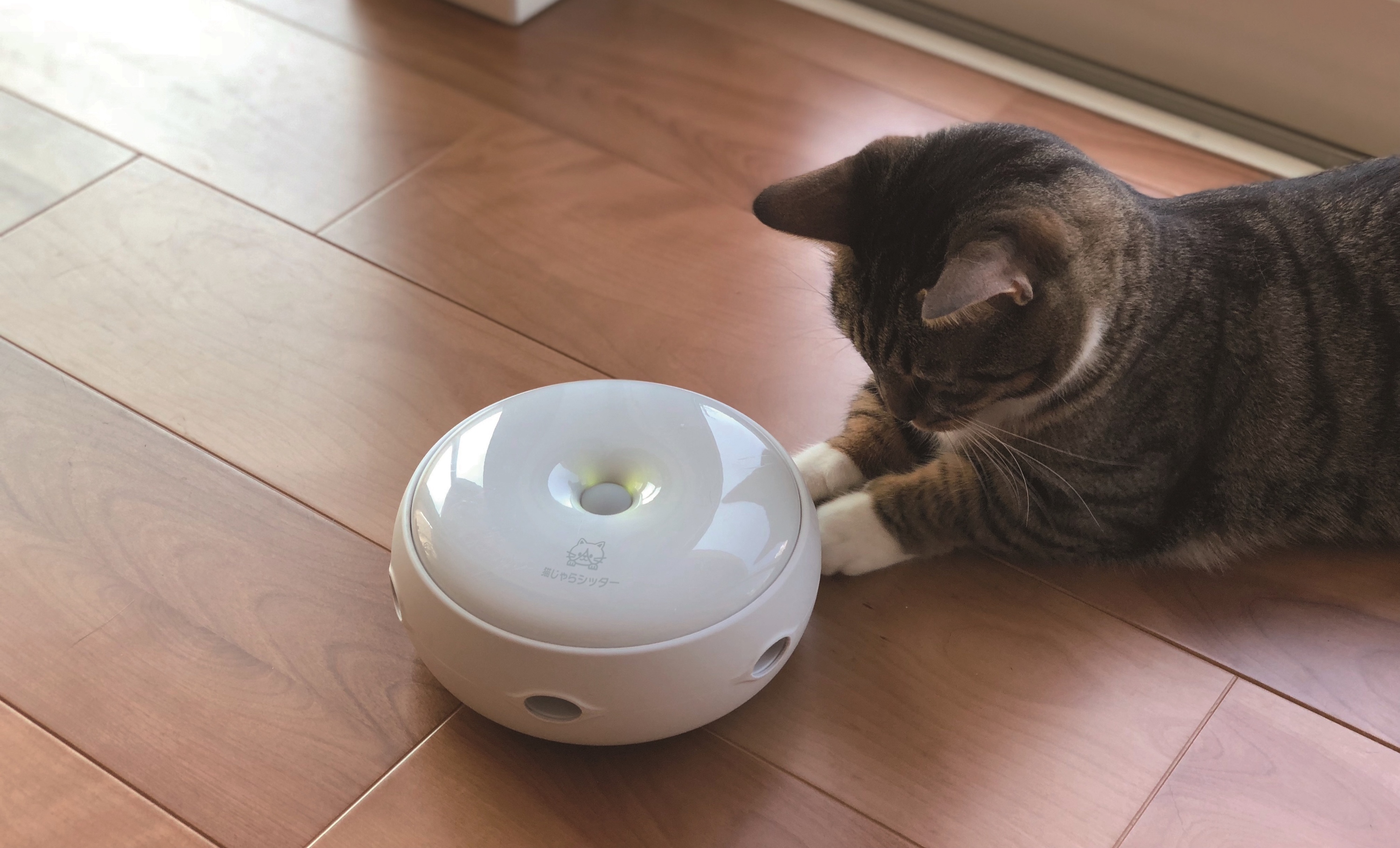 Cat sales play robot