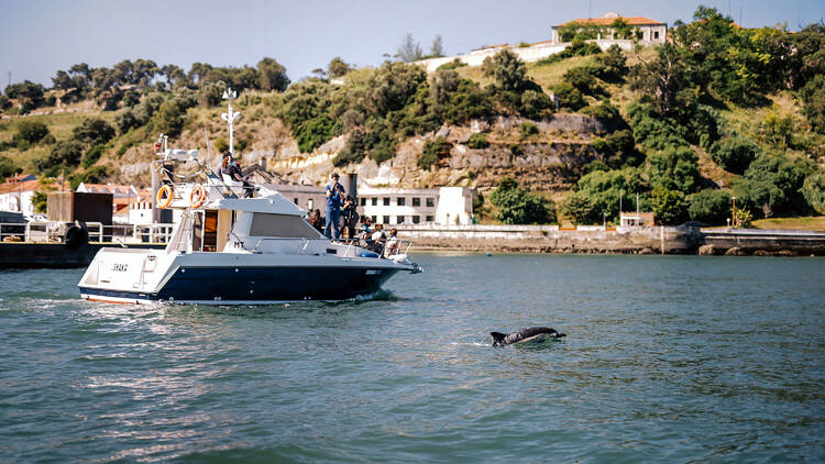 Golfinhos no Tejo