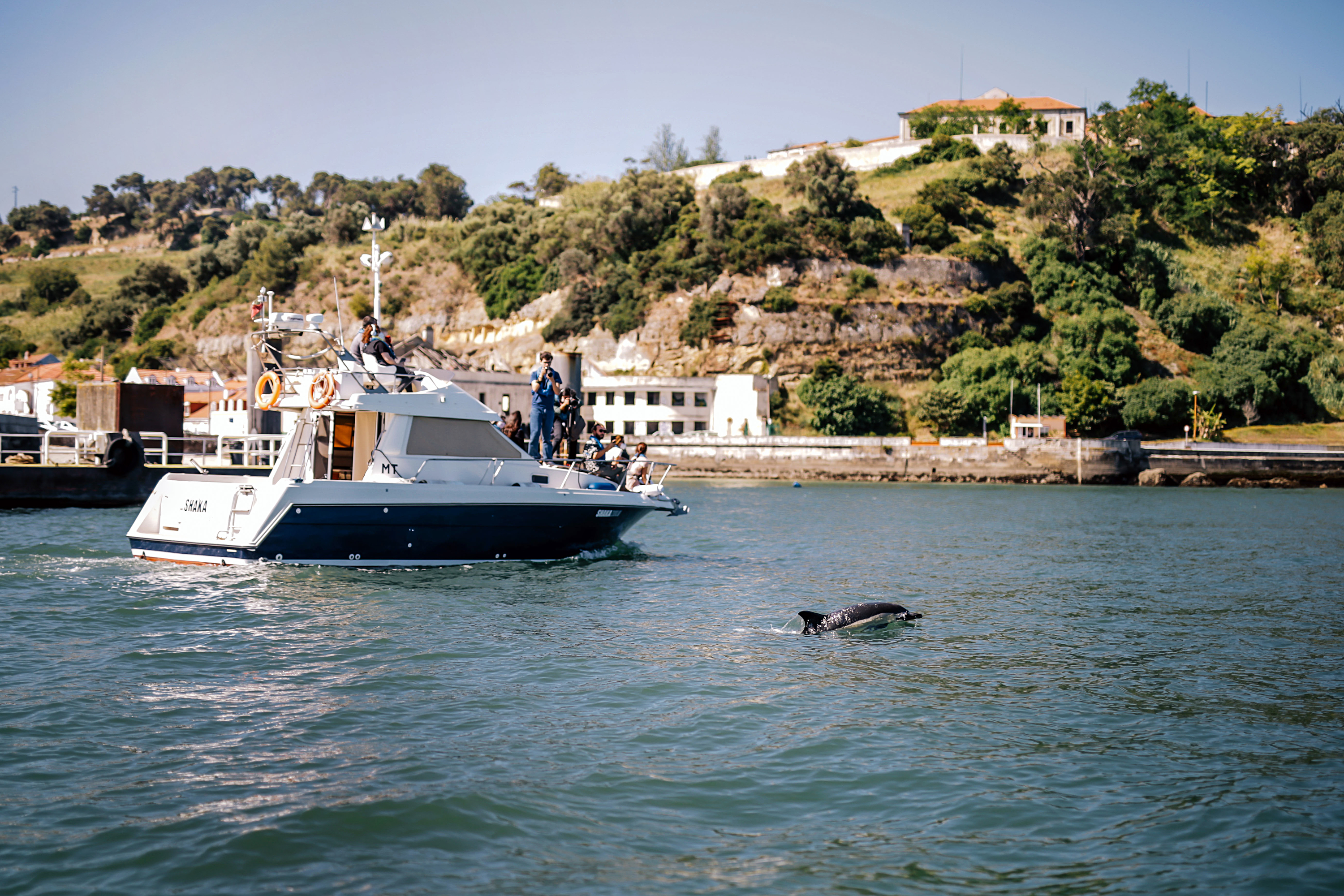 Os golfinhos voltaram a subir o Tejo, mas por quanto tempo vão lá