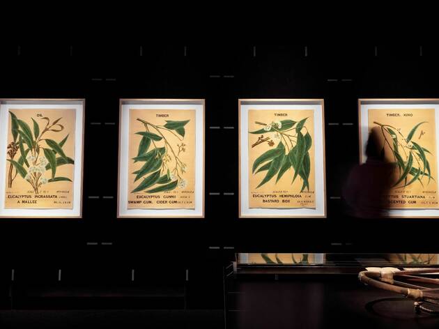 Eucalyptusdom, Powerhouse Museum 2021 A shadowed figure walks in front of a collection of four framed illustrations of eucalpytus leaves