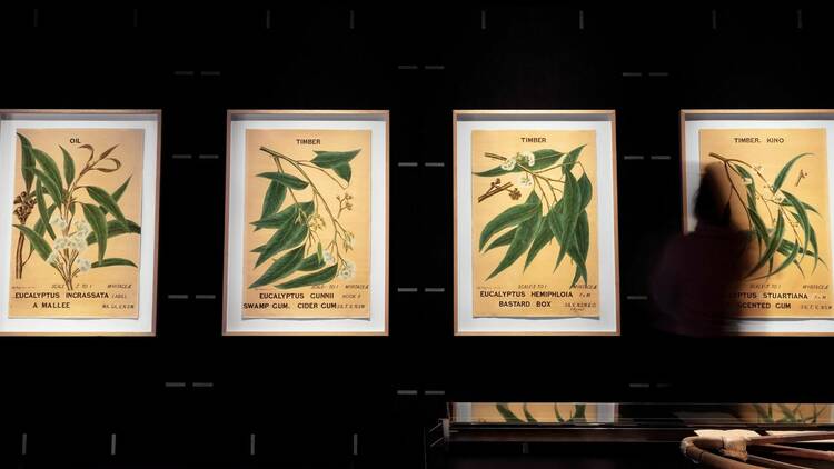 A shadowed figure walks in front of a collection of four framed illustrations of eucalpytus leaves