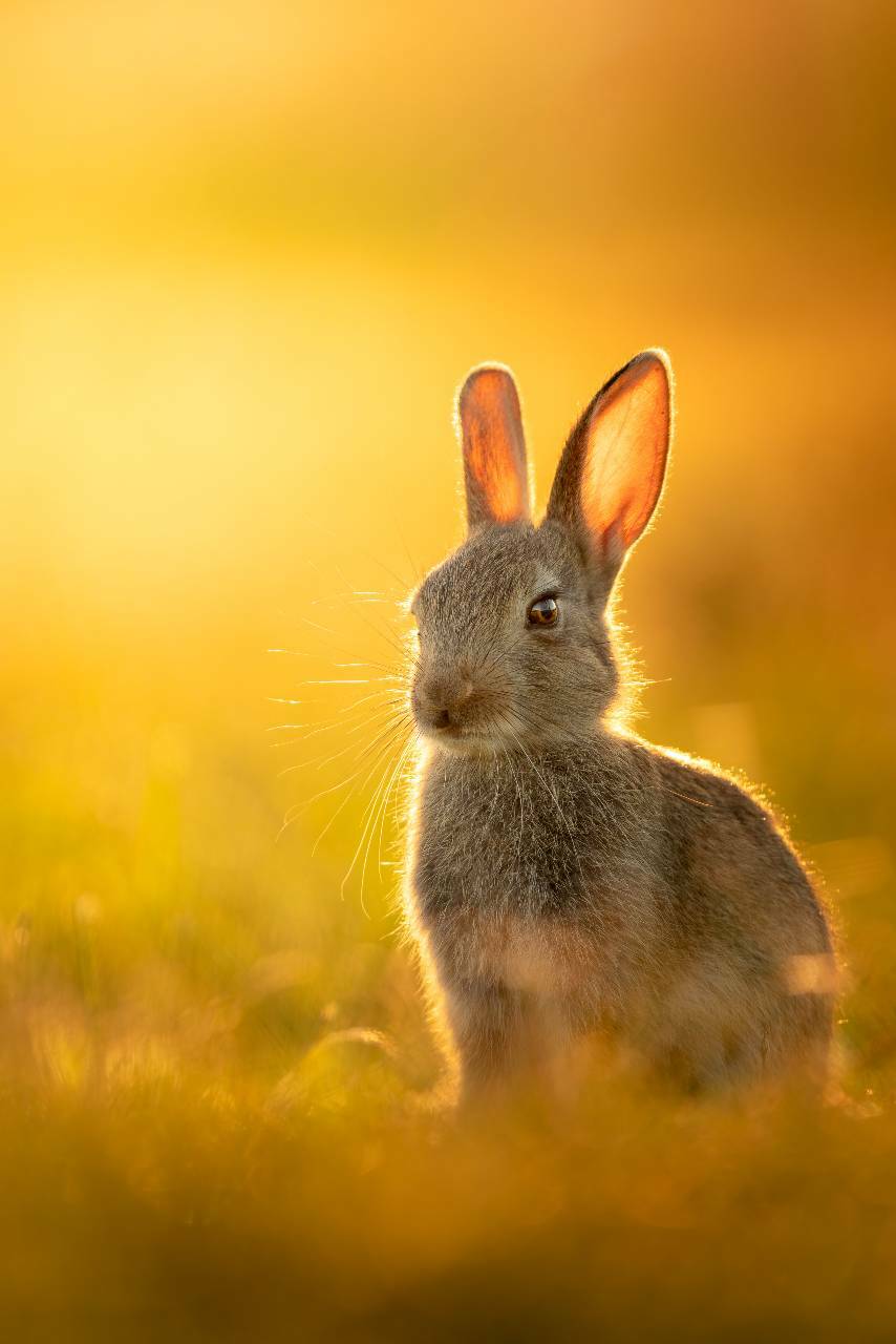 amazing photographs national geographic