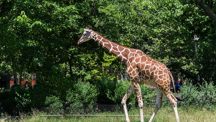 A graceful giraffe at Brookfield Zoo in Chicago