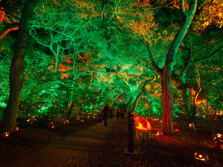 Pumpkin trail at Carved