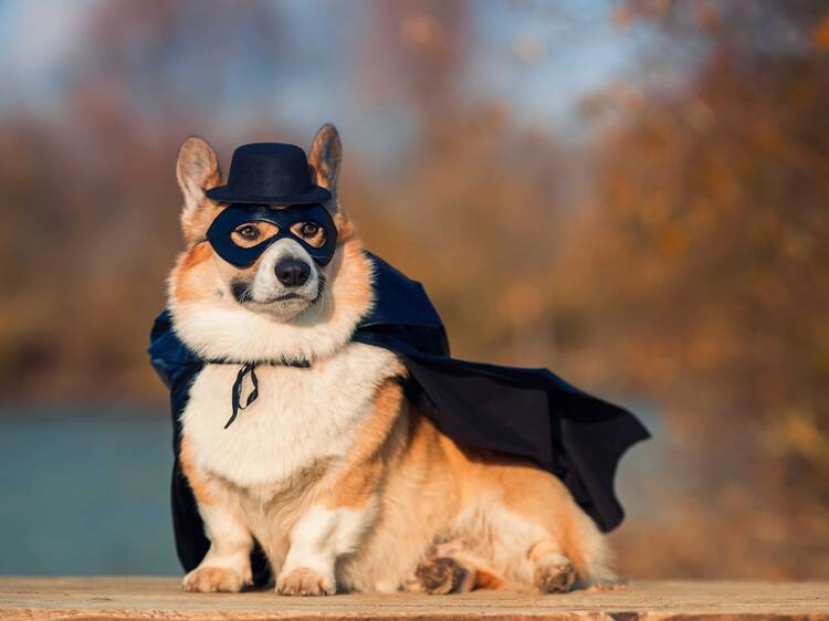 Rabid dogs… or corgis in costumes