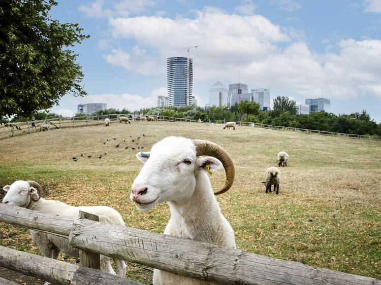 Make furry friends at London's city farms