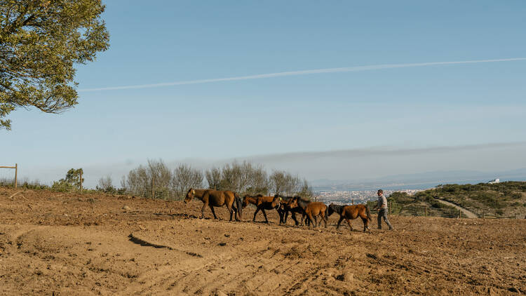 cavalos garranos no Parque Natural de Sintra-Cascais