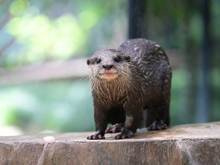 動植物公園動物