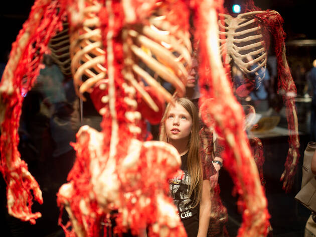 Body Worlds. El Ritmo de la Vida Body Worlds. El Ritmo de la Vida