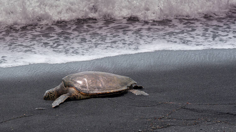 Punaluu Black Sand Beach