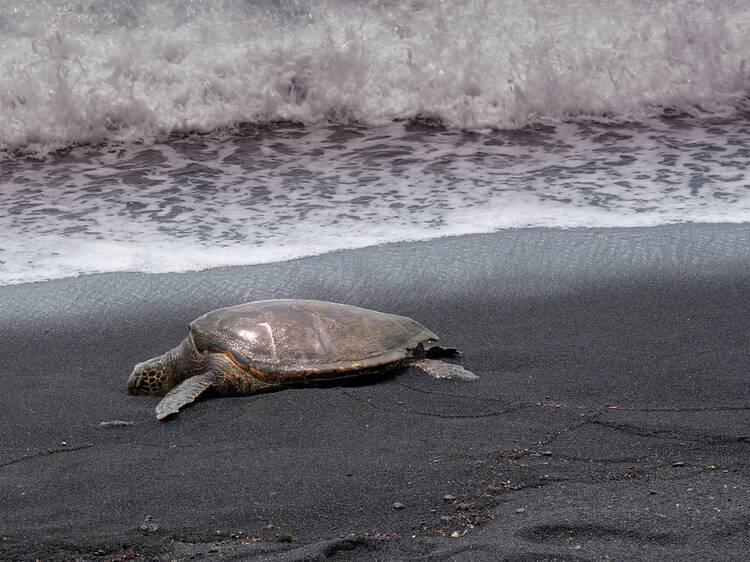 Punaluu Black Sand Beach