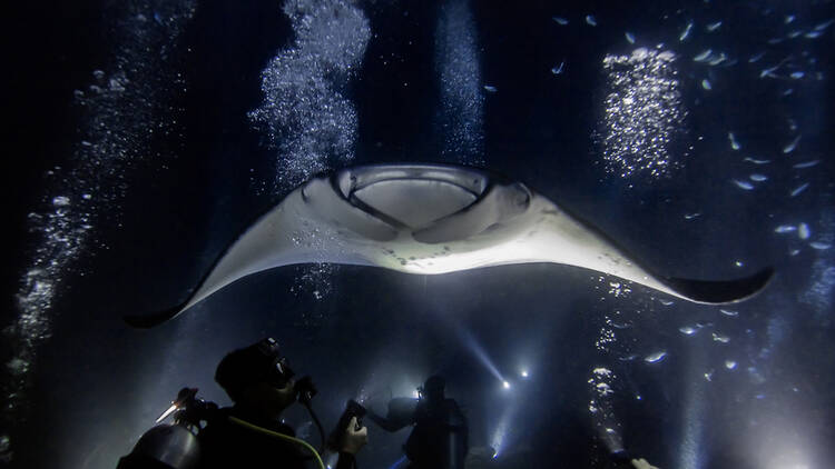 Manta Ray Moonlight Swim