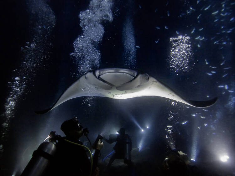 Manta Ray Moonlight Swim