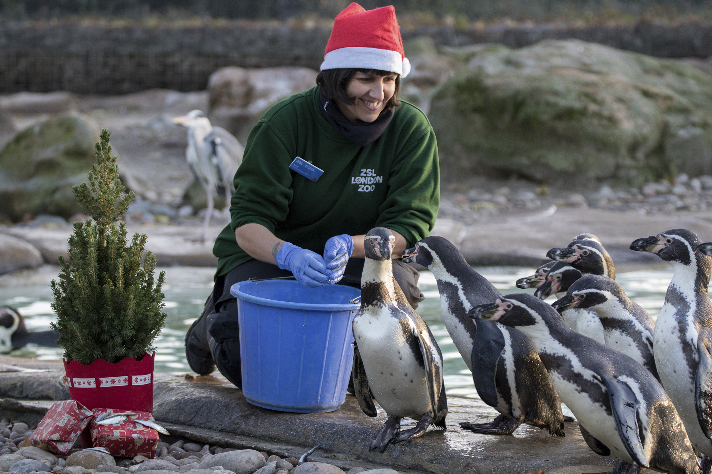 The Magic of Christmas at ZSL London Zoo