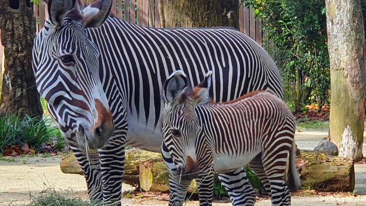 Grevy's zebra foal 