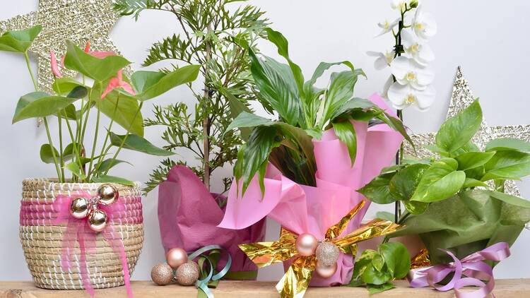 Pot plants as Christmas gifts