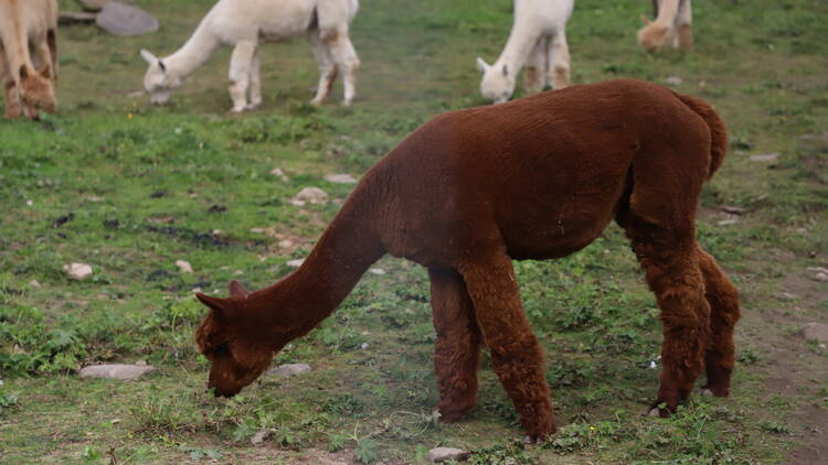 Buck Brook Alpacas