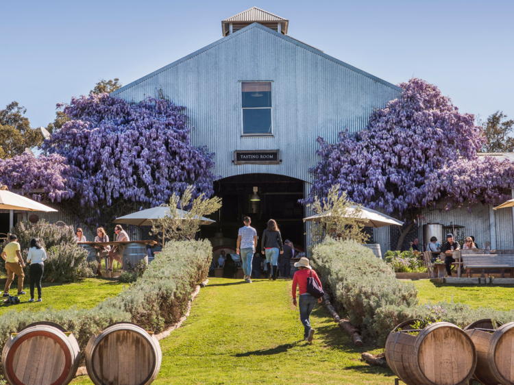 A cellar door in a large corrugated iron warehouse is covered in flowering purple vines and flanked by wine barrels, people are walking to the door