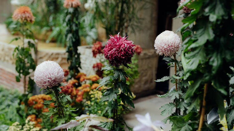 Stop and smell the chrysanthemums at the Gardner Museum